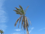 27637 Palm trees and blue sky with few clouds.jpg